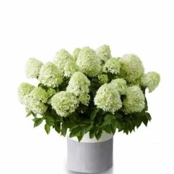 Hydrangea Paniculata Little Spooky ('GRHP08') (PBR) -plant store pl2000026318 card6 lg