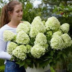 Hydrangea Paniculata Little Spooky ('GRHP08') (PBR) -plant store pl2000026318 card7 lg