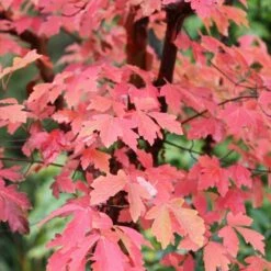 Acer Griseum -plant store pl2000026319 card3 lg