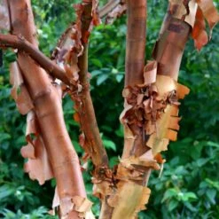 Acer Griseum -plant store pl2000026319 card4 lg