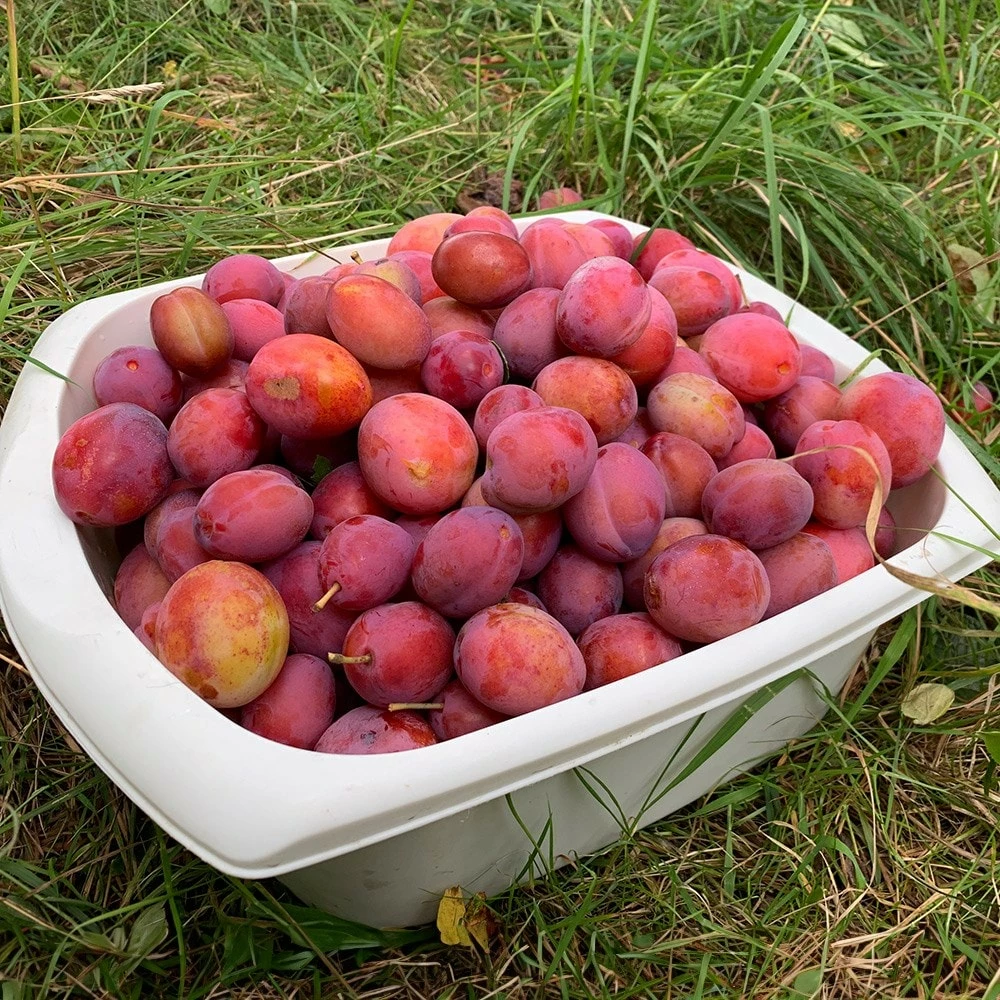 Plum 'Victoria' 4 Plum 'Victoria' - Image 2