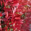 Photinia × Fraseri 'Red Robin' -plant store pl2000026435