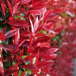 Photinia × Fraseri 'Red Robin'