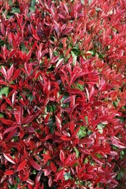 Photinia × Fraseri 'Red Robin' -plant store pl2000026435 card4 lg