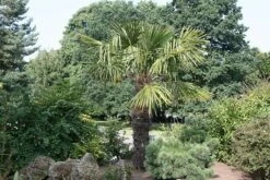 Trachycarpus Fortunei -plant store pl2000026436 card3 lg
