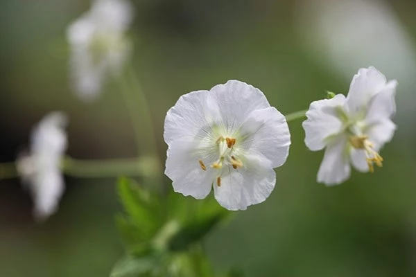 Geranium Phaeum 'Album' 4 Geranium Phaeum 'Album' - Image 2