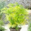 Sambucus Nigra Golden Tower ('Jdeboer001') (PBR) 2 Sambucus Nigra Golden Tower ('Jdeboer001') (PBR) -plant store pl2000027171