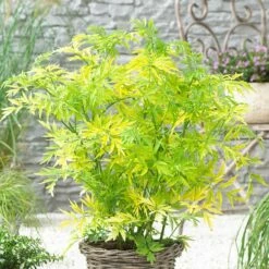 Sambucus Nigra Golden Tower ('Jdeboer001') (PBR)