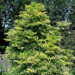 Sambucus Nigra Golden Tower ('Jdeboer001') (PBR) -plant store pl2000027171 card3 lg