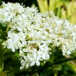 Sambucus Nigra Golden Tower ('Jdeboer001') (PBR) -plant store pl2000027171 card4 lg