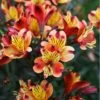 Alstroemeria Indian Summer ('Tesronto') (PBR) (Summer Paradise Series)