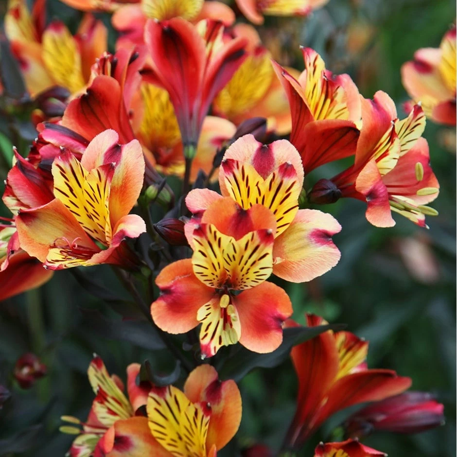 Alstroemeria Indian Summer ('Tesronto') (PBR) (Summer Paradise Series) 3 Alstroemeria Indian Summer ('Tesronto') (PBR) (Summer Paradise Series)