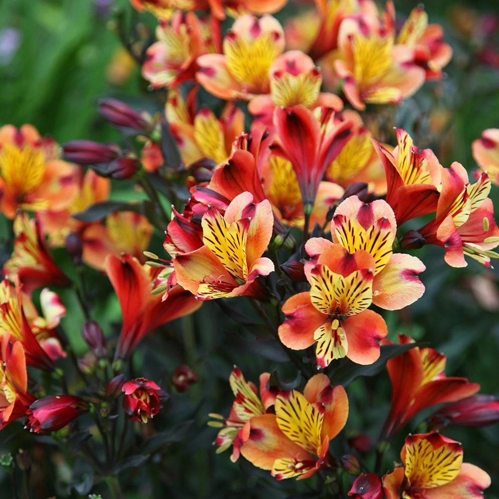 Alstroemeria Indian Summer ('Tesronto') (PBR) (Summer Paradise Series) 4 Alstroemeria Indian Summer ('Tesronto') (PBR) (Summer Paradise Series) - Image 2