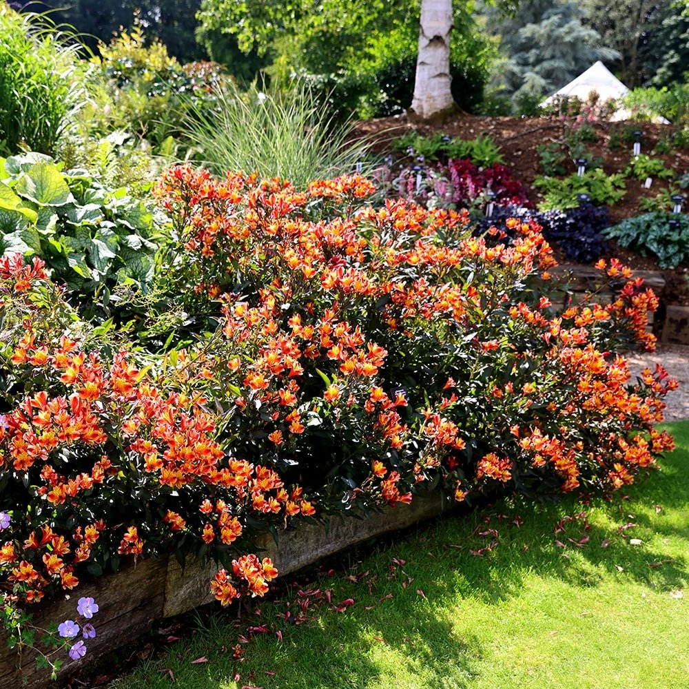 Alstroemeria Indian Summer ('Tesronto') (PBR) (Summer Paradise Series) 5 Alstroemeria Indian Summer ('Tesronto') (PBR) (Summer Paradise Series) - Image 3