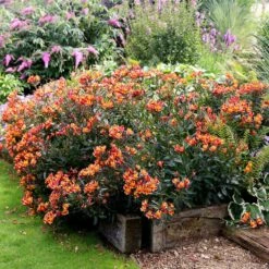 Alstroemeria Indian Summer ('Tesronto') (PBR) (Summer Paradise Series) 9 Alstroemeria Indian Summer ('Tesronto') (PBR) (Summer Paradise Series) -plant store pl2000027172 card4 lg