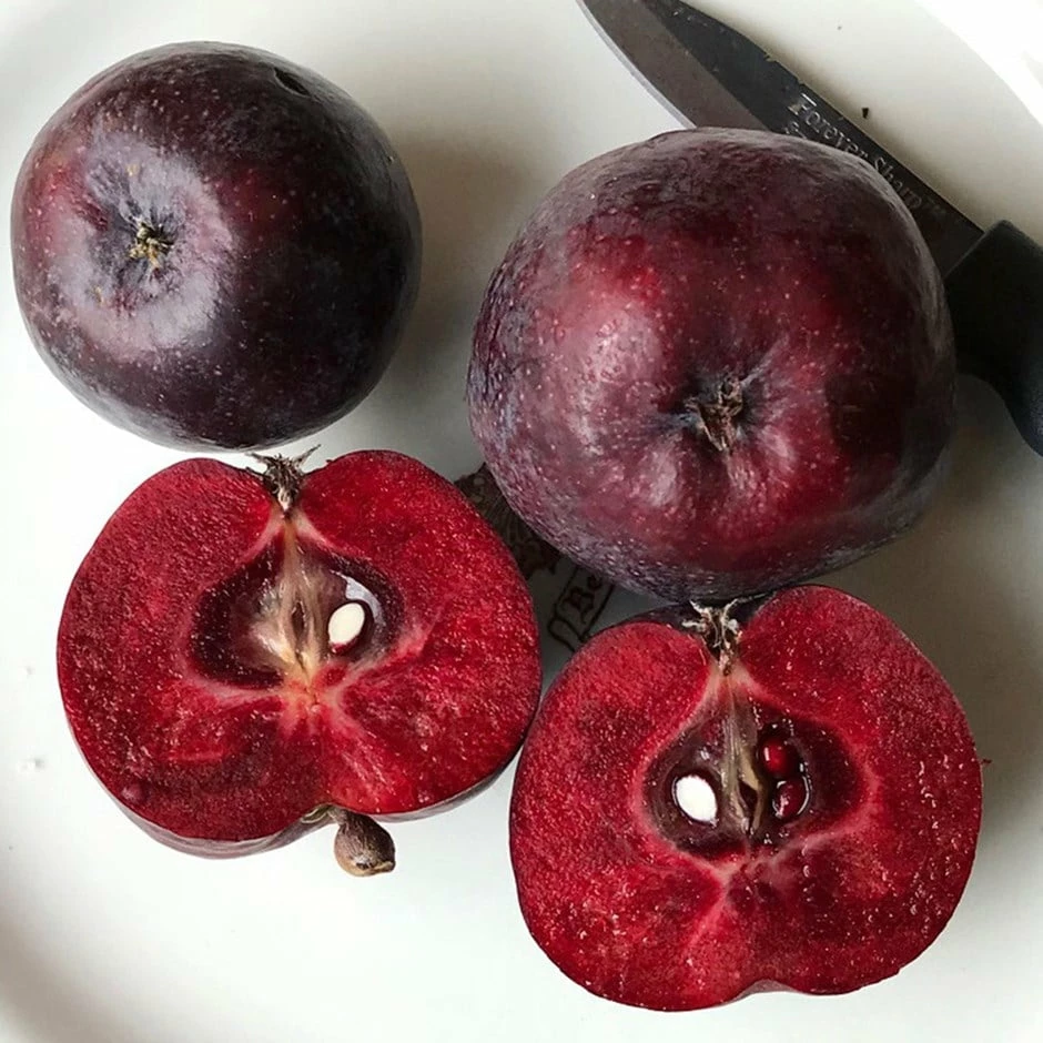 Malus 'Roberts Crab' 3 Malus 'Roberts Crab'