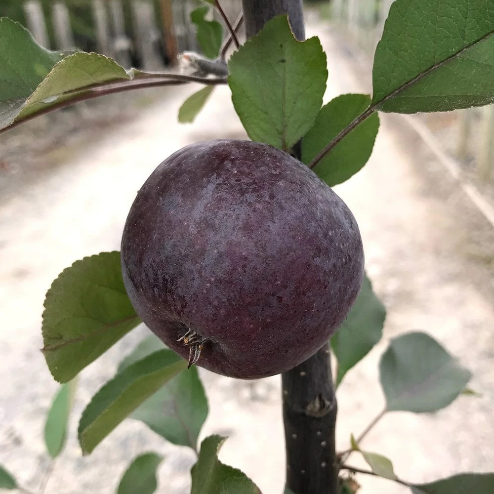 Malus 'Roberts Crab' 4 Malus 'Roberts Crab' - Image 2