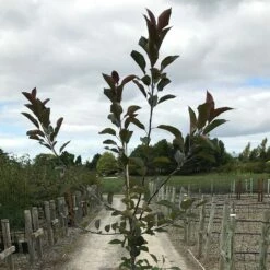 Malus 'Roberts Crab' 8 Malus 'Roberts Crab' -plant store pl2000027194 card3 lg