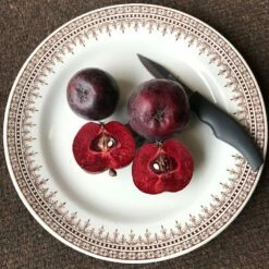 Malus 'Roberts Crab' 9 Malus 'Roberts Crab' -plant store pl2000027194 card4 lg