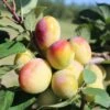 Plum 'Aprimira' (miracot) 2 Plum 'Aprimira' (miracot) -plant store pl2000027196