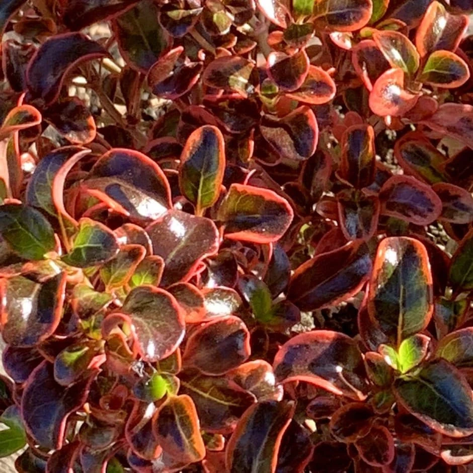 Coprosma 'Inferno' (PBR) 3 Coprosma 'Inferno' (PBR)