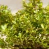 Coprosma 'Lemon And Lime' (PBR) -plant store pl2000027207