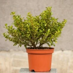Coprosma 'Lemon And Lime' (PBR) 5 Coprosma 'Lemon And Lime' (PBR) -plant store pl2000027207 card2 lg