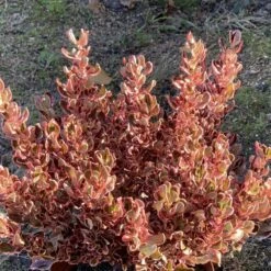 Coprosma Repens 'Pacific Dawn' 6 Coprosma Repens 'Pacific Dawn' -plant store pl2000027208 card2 lg