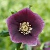 Helleborus × Hybridus Harvington Dusky -plant store pl2000027214