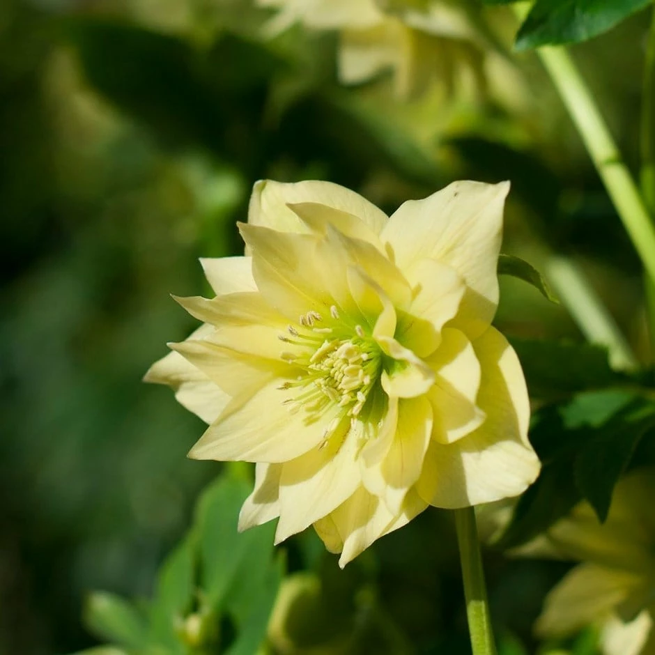Helleborus × Hybridus Harvington Double Yellow 3 Helleborus × Hybridus Harvington Double Yellow