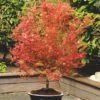 Acer Palmatum 'Wilson's Pink Dwarf' -plant store pl2000027220