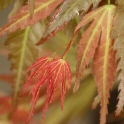 Acer Palmatum 'Wilson's Pink Dwarf' -plant store pl2000027220 card3 lg