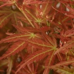 Acer Palmatum 'Wilson's Pink Dwarf' -plant store pl2000027220 card4 lg