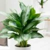Aglaonema 'Jubilee Compacta' (PBR) 2 Aglaonema 'Jubilee Compacta' (PBR) -plant store pl2000027224