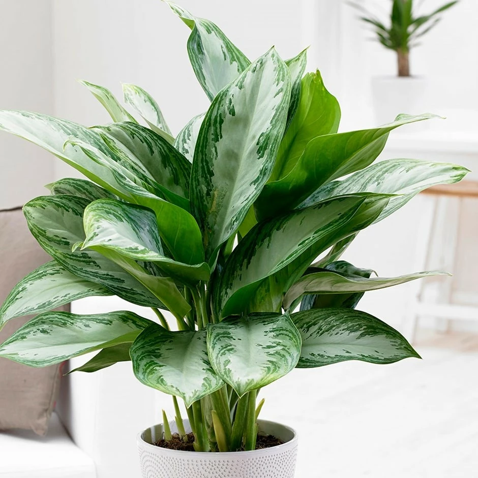 Aglaonema 'Jubilee Compacta' (PBR) 3 Aglaonema 'Jubilee Compacta' (PBR)