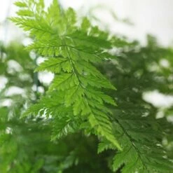 Humata Tyermanii 'Bunny' -plant store pl2000027228 card4 lg