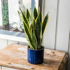 Sansevieria Trifasciata Var. Laurentii 11 Sansevieria Trifasciata Var. Laurentii -plant store pl2000027233 card5 lg
