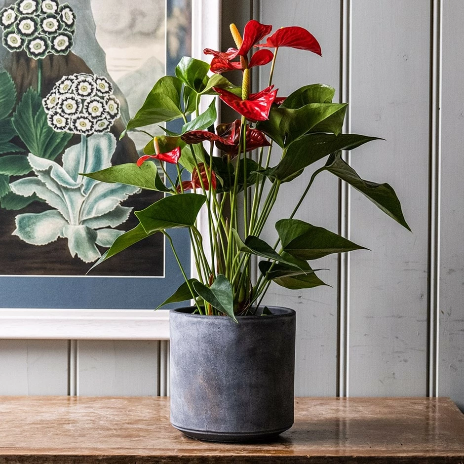 Anthurium (Andraeanum Group) Red Champion ('Anthbnena') (PBR) 3 Anthurium (Andraeanum Group) Red Champion ('Anthbnena') (PBR)