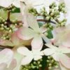 Viburnum Plicatum F. Tomentosum Kilimanjaro Sunrise ('Jww5') (PBR) -plant store pl2000027309