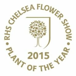 Viburnum Plicatum F. Tomentosum Kilimanjaro Sunrise ('Jww5') (PBR) 9 Viburnum Plicatum F. Tomentosum Kilimanjaro Sunrise ('Jww5') (PBR) -plant store pl2000027309 card3 lg