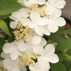 Viburnum Plicatum F. Tomentosum Kilimanjaro Sunrise ('Jww5') (PBR) 10 Viburnum Plicatum F. Tomentosum Kilimanjaro Sunrise ('Jww5') (PBR) -plant store pl2000027309 card4 lg