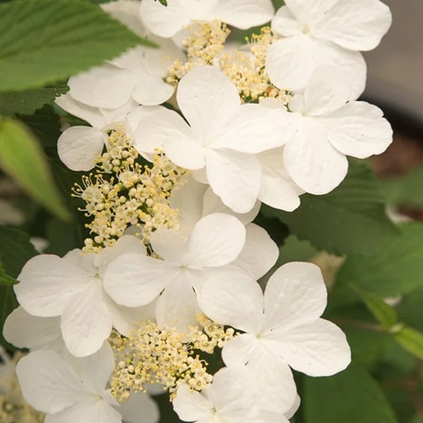 Viburnum Plicatum F. Tomentosum Kilimanjaro Sunrise ('Jww5') (PBR) 6 Viburnum Plicatum F. Tomentosum Kilimanjaro Sunrise ('Jww5') (PBR) - Image 4