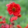 Geum Scarlet Tempest ('Macgeu001') (PBR) (Tempest Series) 2 Geum Scarlet Tempest ('Macgeu001') (PBR) (Tempest Series) -plant store pl2000027452