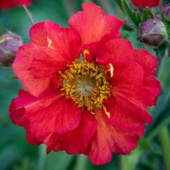 Geum Scarlet Tempest ('Macgeu001') (PBR) (Tempest Series) -plant store pl2000027452 card4 lg