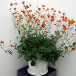 Geum Scarlet Tempest ('Macgeu001') (PBR) (Tempest Series) -plant store pl2000027452 card5 lg