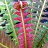 Blechnum Brasiliense 'Volcano' 2 Blechnum Brasiliense 'Volcano' -plant store pl2000027454