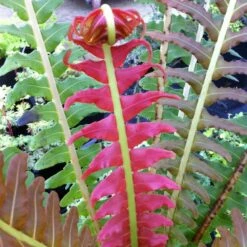 Blechnum Brasiliense 'Volcano'