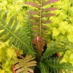 Blechnum Brasiliense 'Volcano' -plant store pl2000027454 card4 lg