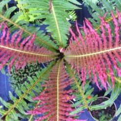 Blechnum Brasiliense 'Volcano' -plant store pl2000027454 card5 lg