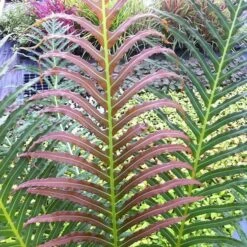 Blechnum Brasiliense 'Volcano' -plant store pl2000027454 card6 lg